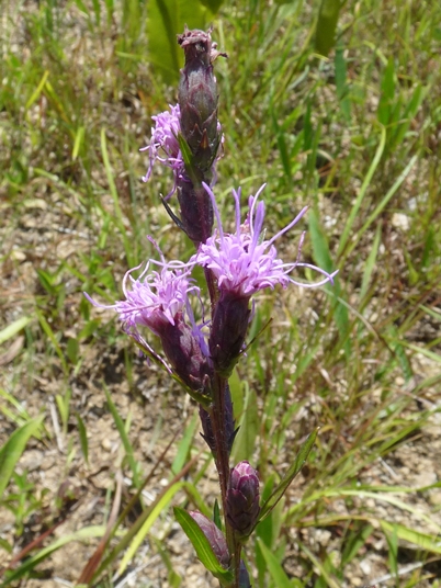 {Liatris cylindracea}